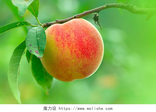 果园里成熟的桃子水桃子用好绿色供应链背景颜色